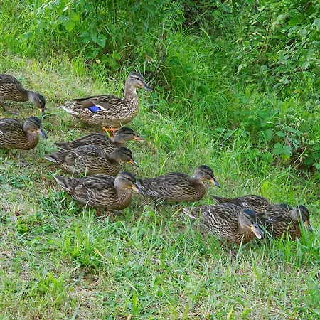 Private Riverside House On The Una River With Private Beach * Kulen Vakuf